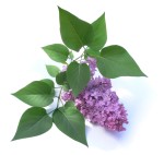 Lilacs