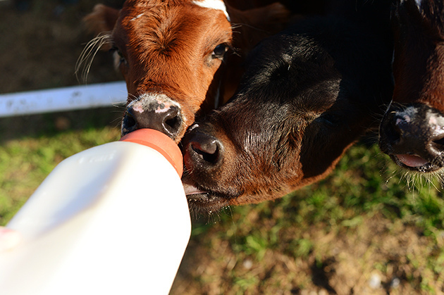 Bottle feeding calves