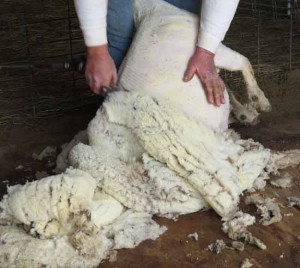 Shearing2