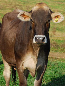 Types-of-Cows-3