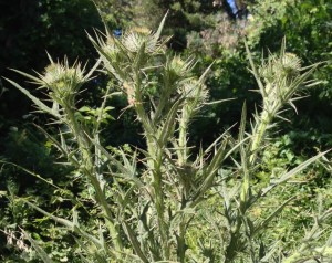 Bull Thistle