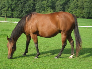 horse-2