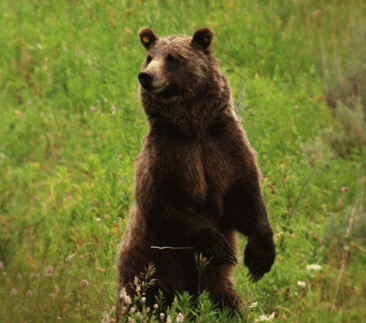standing-grizzly
